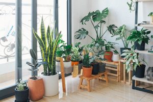 More Than Décor: How Plants Support Mental Wellness