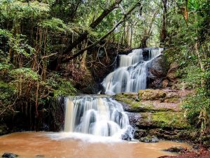 Green Belt Movement Opposes Forest Law Amendment