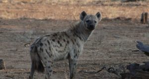 KWS Issues Public Alert After Hyena Sighting in Syokimau
